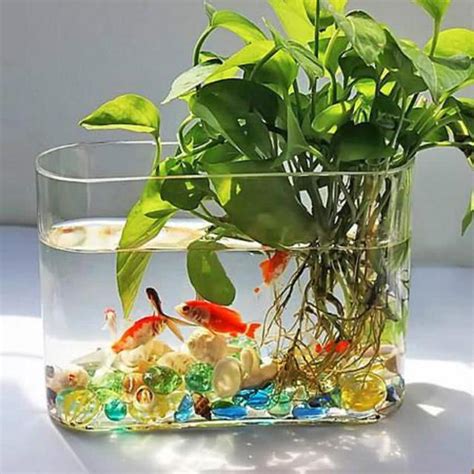 水生 植物 養魚